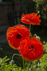 Poppy flowers close-up on a flower bed in a garden