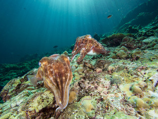 Two Pharao Cuttlefish on a coral reef
