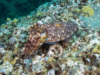  Well camouflaged pharao Cuttlefish on a coral reef