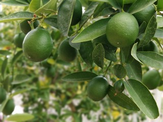Healthy lemon tree close up