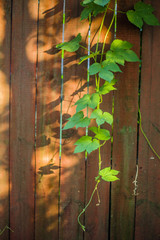 Fototapeta na wymiar fence with plant