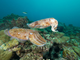 Pharao Cuttlefish on a coral reef