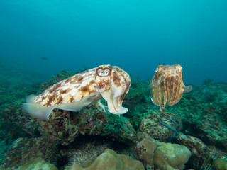 Pharao Cuttlefish on a coral reef