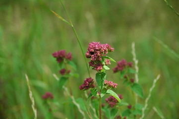 Clover flower