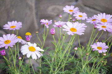 Flowering daisies on a flower bed in the garden