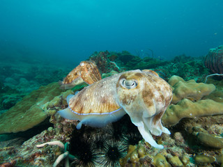 Pharao Cuttlefish on a coral reef