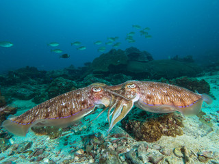 Naklejka na ściany i meble Pharao Cuttlefish mating on a coral reef
