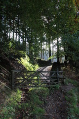 old wooden bridge in the forest