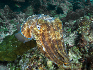 Pharao Cuttlefish on a coral reef