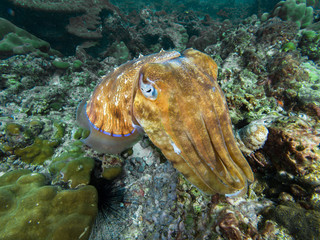 Pharao Cuttlefish on a coral reef