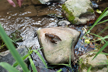 European crayfish (Astacus astacus), also known as the noble crayfish. Wildlife animal. Live in the...