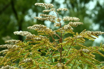 Осенний цветок