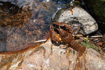 Crayfish in a river. Animal in the wild