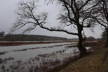 tree in winter