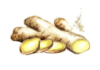 Organic fresh ginger Root with slice. Watercolor hand drawn illustration, isolated on white background