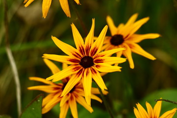 Осенний цветок