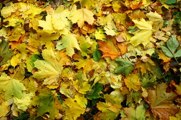 Осенняя листва