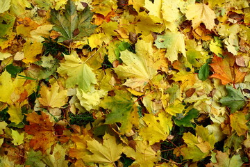 Осенняя листва