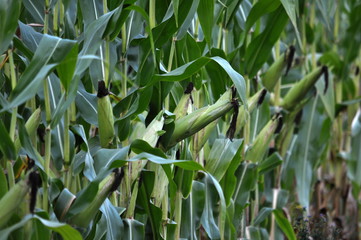 Green undiluted cornflakes