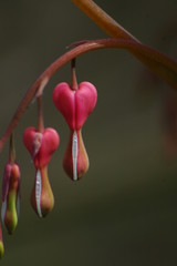 Heart shaped flower © aga