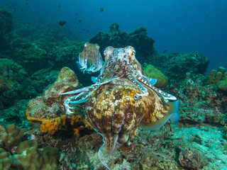 Pharao Cuttlefish mating on a coral reef