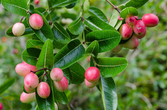 Carunda Fruit or Carissa Carandas Linn (botanical name) is Ripening In Natural Garden.