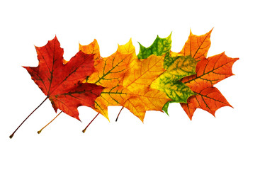 Pattern of fallen maple leaves isolated on white