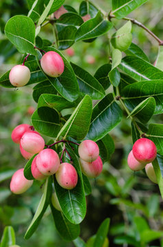 Carunda Fruit or Carissa Carandas Linn (botanical name) is Ripening In Natural Garden.