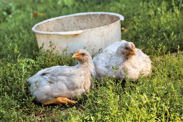 Two broiler chickens in the grass in the farm yard.