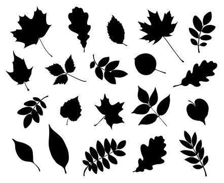 Vector set of decorative autumn leaf silhouettes.