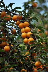 The branches of the tree are mature fruits of prunus cerasifera
