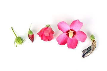 Hibiskus - Lebenslauf