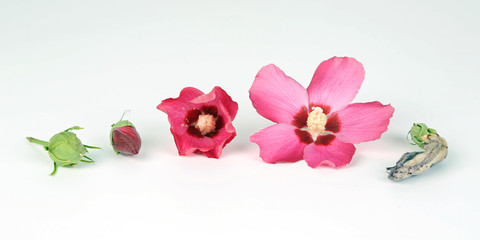 Hibiskus - von der Knopse zur Verwelkung © Klaus Eppele