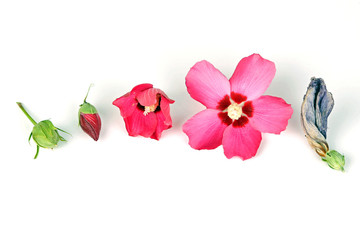 Hibiskus in verschiedenen Entwicklungsstadien