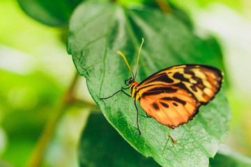 Fototapeta na wymiar An African Monarch butterfly perched on green leaf with a smooth green background