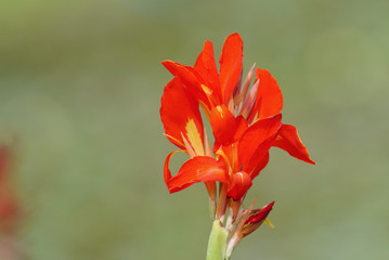 Cannas lilly