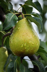 Pears on a branch of a tree