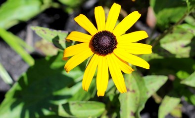 A bright yellow black eyed susan in the garden.