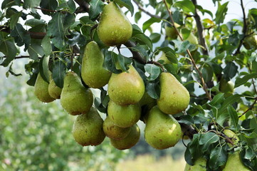 Pears on a branch of a tree