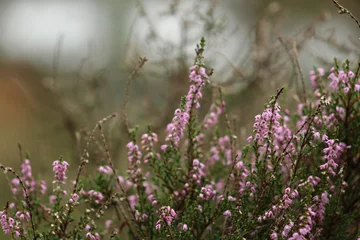 Foto auf Acrylglas Blühende Heide in Drenthe - Niederlande - Europa © emieldelange