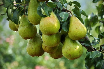 Pears on a branch of a tree