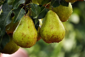 Pears on a branch of a tree