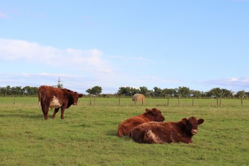 Three brown cows in field