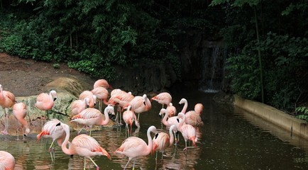 Flamingos