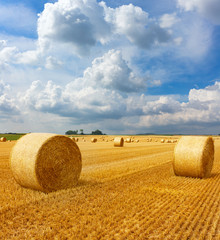 Yellow golden straw bales of hay in the stubble field, agricultural field under a blue sky with...