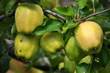 On the branches of a tree yellow apples mature