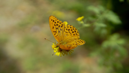 butterfly