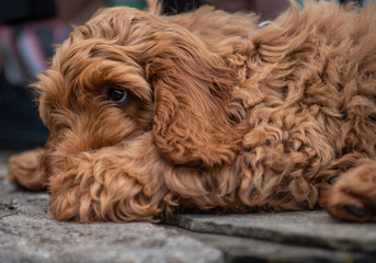 Red Cockapoo puppy lying down