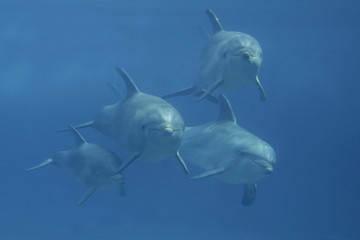 Großer Tümmler (Tursiops truncatus) Gruppe © Aggi Schmid