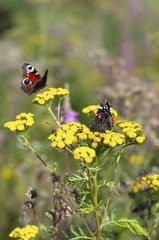 Butterfly red admiral with folded wings and peacock butterfly sitting on yellow flowers of tansy